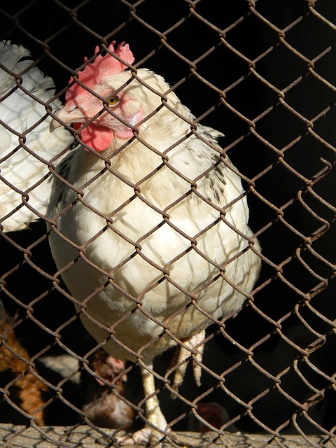 的职业生涯 的职业生涯