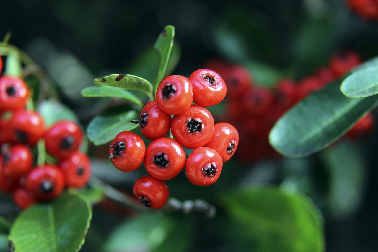 等前锋抓住 等前锋抓住